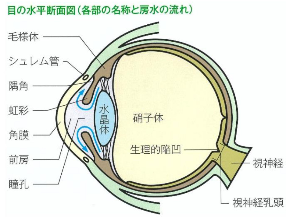 目の水平断面図